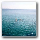 [Click to enlarge image]